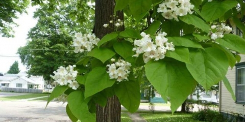 Catalpa: fotografija i opis, recenzije, koliko brzo raste, njega na otvorenom